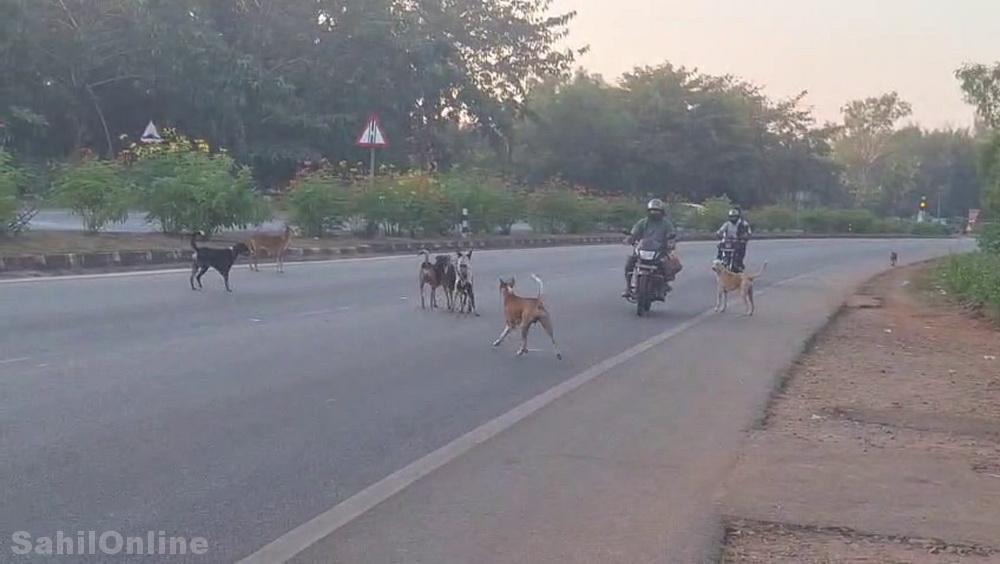 Bhatkal: Despite SC order to remove stray animals from public spaces, will implementation be effective in Uttara Kannada?