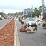 Bhatkal: Cattle on one carriageway, illegal parking on the other choke NH-66