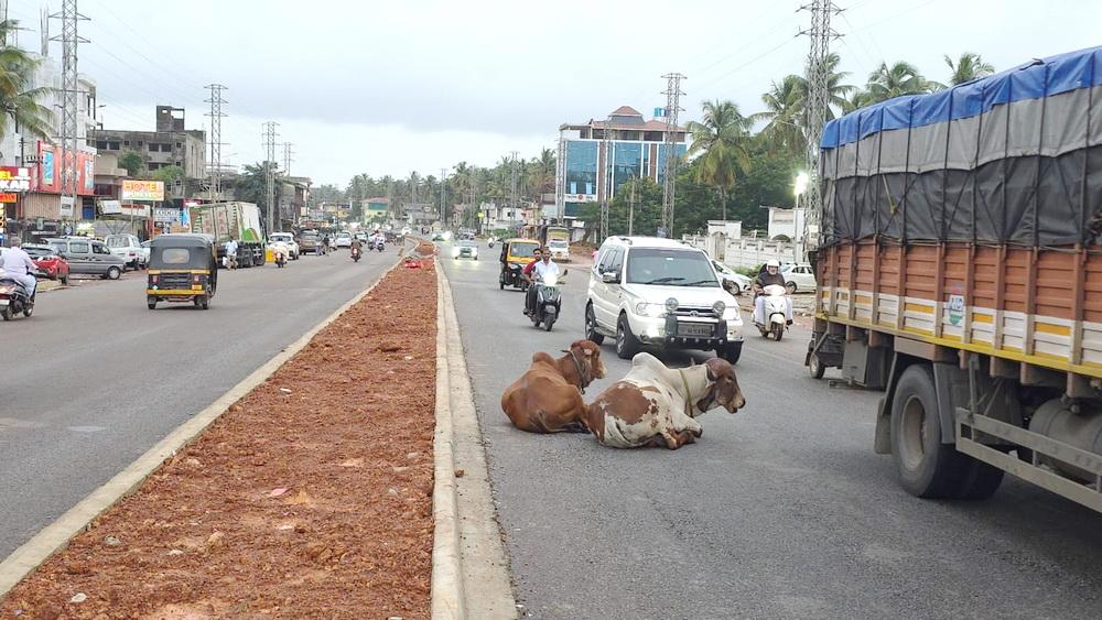 Bhatkal: Cattle on one carriageway, illegal parking on the other choke NH-66