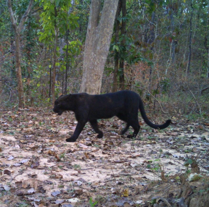 Black panther strays into Bhatkal residential area; elderly man escapes narrowly, panic grips locals