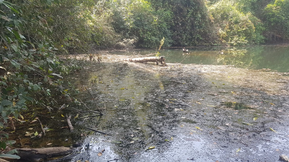 Revival plea for Bhatkal's ancient 'Jamboor Mutt Pond': a call for action to restore a historic water source