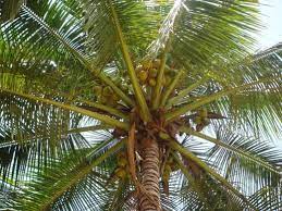 Mangaluru: Man falls to death from coconut tree