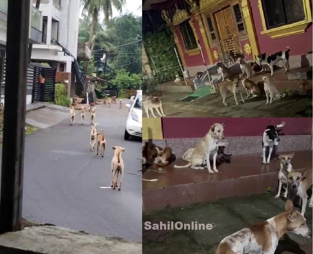 New Delhi: Centre advises states to expand stray dog sterilisation programme, offers financial support