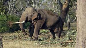 Woman Laborer Succumbs to Elephant Attack in Siddapura